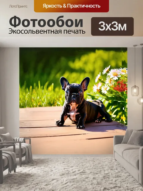 Фотообои очаровательный французский бульдог, щенок, лежит на деревянной веранде, наслаждаясь солнечными лучами