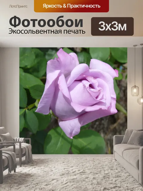 Фотообои Роза