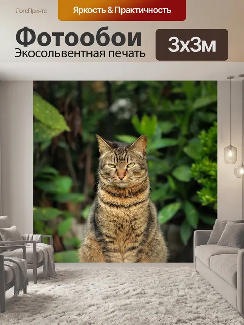 Фотообои Смешные кошки