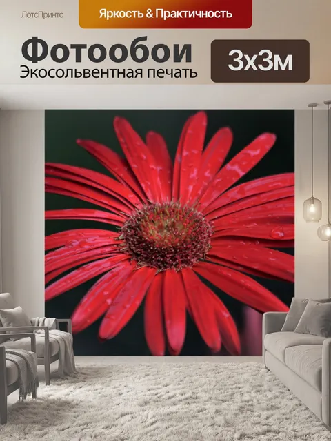 Фотообои Красная гербера, ромашка и капли дождя