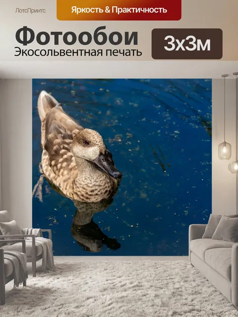 Фотообои Утка плавание