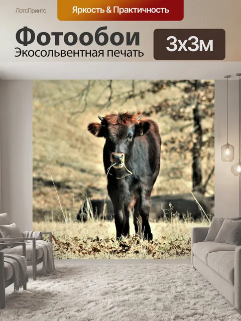 Фотообои Молодой бык ест траву осенью