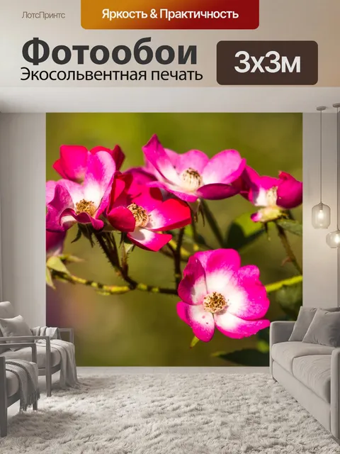 Фотообои Роза