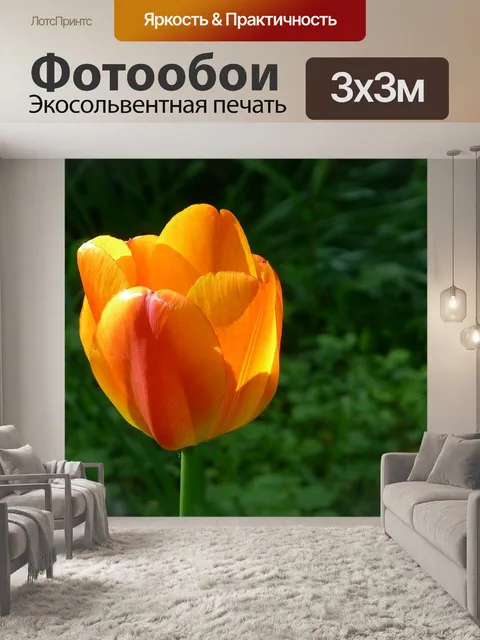 Фотообои Желтый оранжевый тюльпан