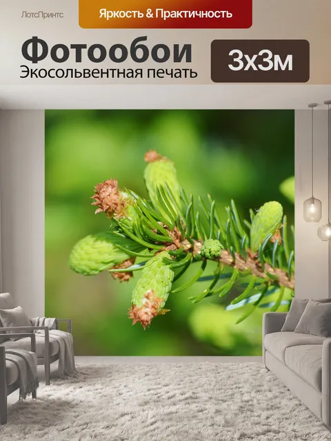 Фотообои Еловая ветка