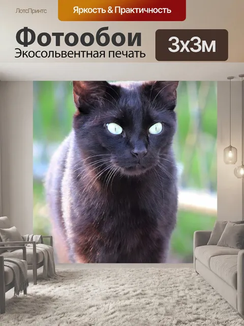Фотообои Черный кот