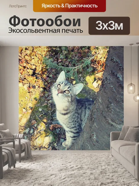 Фотообои Кот