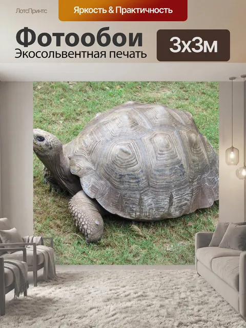 Фотообои Большой Turtle
