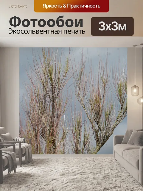 Фотообои Голое дерево