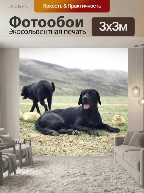 Фотообои Черный пес