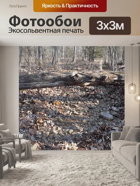 Фотообои Упавшее дерево над сухим руслом ручья