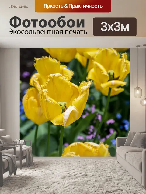 Фотообои Тюльпан Гибрид