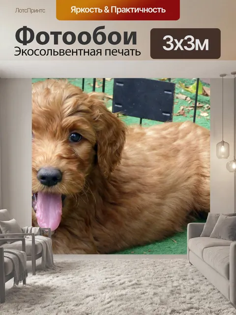 Фотообои Щенок золотого каракули