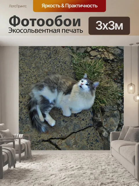 Фотообои Белый и серый кот