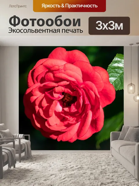 Фотообои Роза