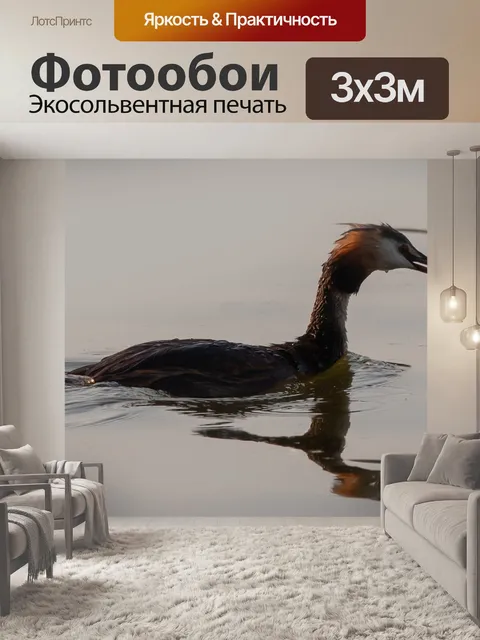 Фотообои Поганка с рыбой в клюве