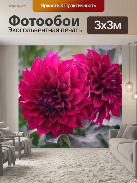 Фотообои Хризантемы 7