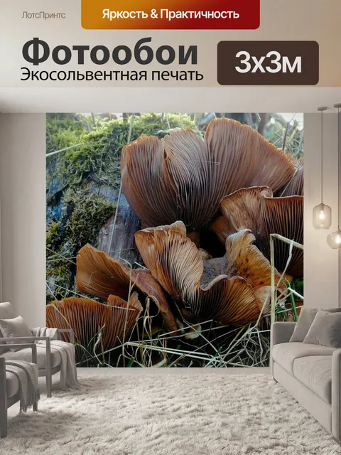 Фотообои Грибы