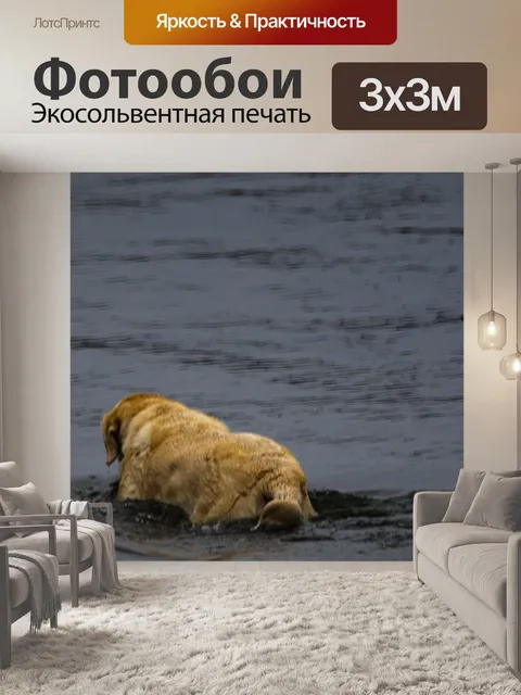 Фотообои собака плавает в воде
