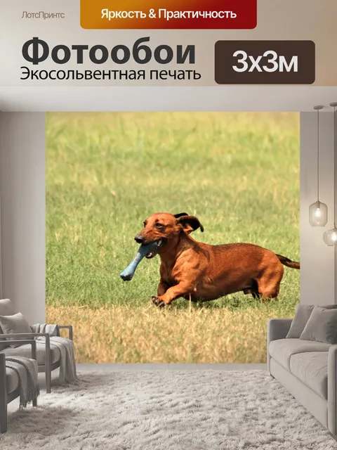 Фотообои Собака такса с игрушкой