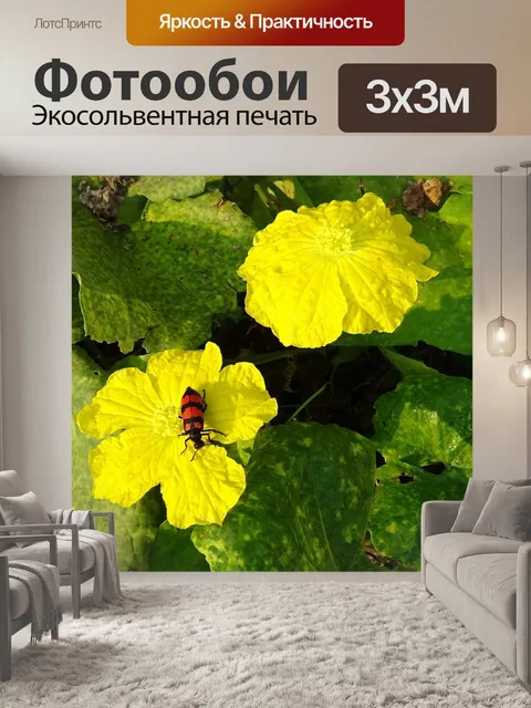 Фотообои Жук