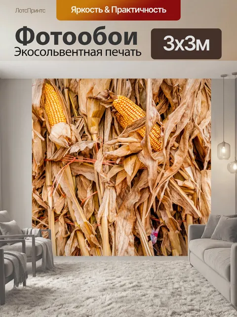 Фотообои Кукурузное поле во время сбора урожая