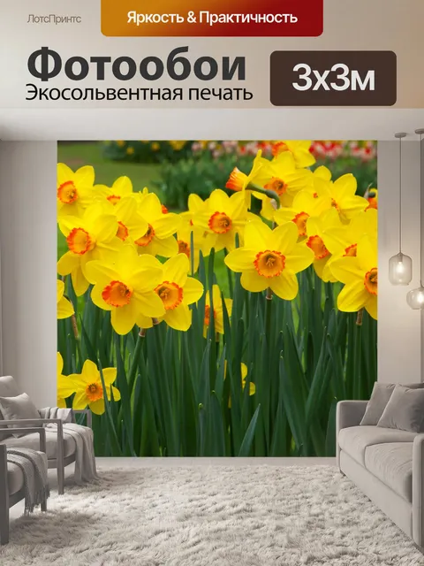 Фотообои нарцисс цветы