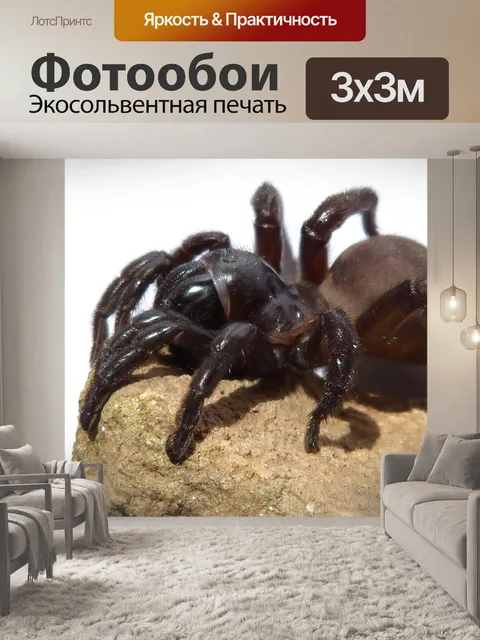 Фотообои Паук