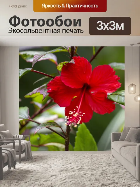 Фотообои Гибискус