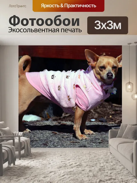 Фотообои Чихуахуа в зимнем пальто