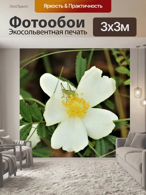 Фотообои Белая степная роза и кузнечик