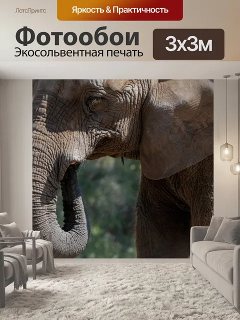 Фотообои Слон
