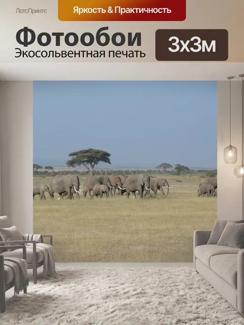 Фотообои Слон