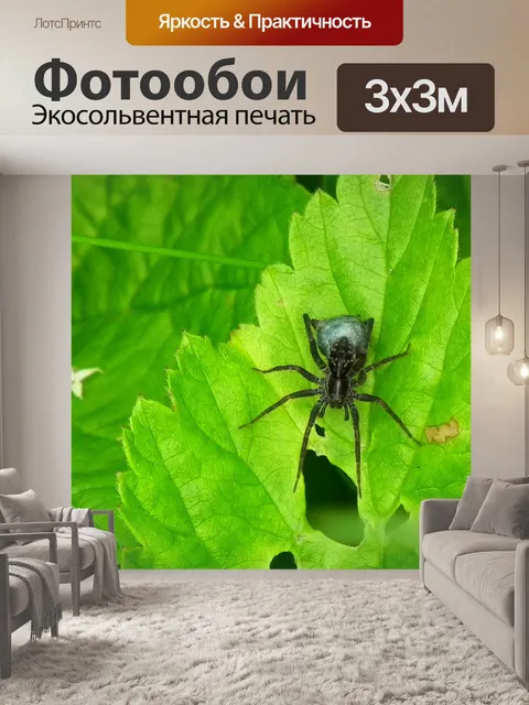 Фотообои Черный паук