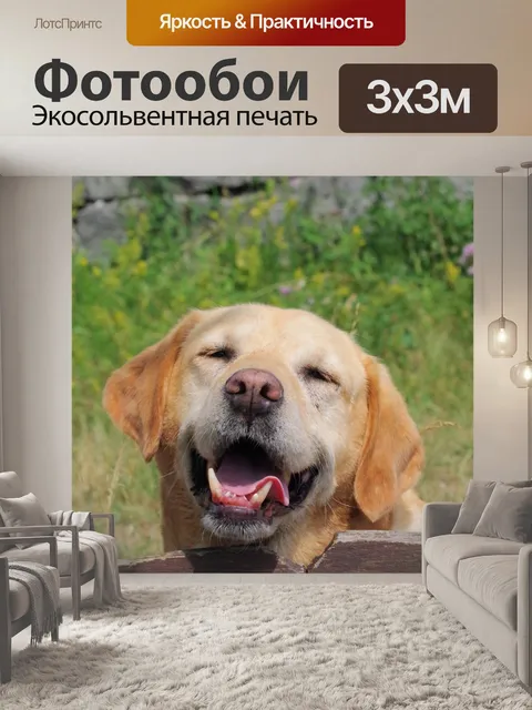 Фотообои Собака