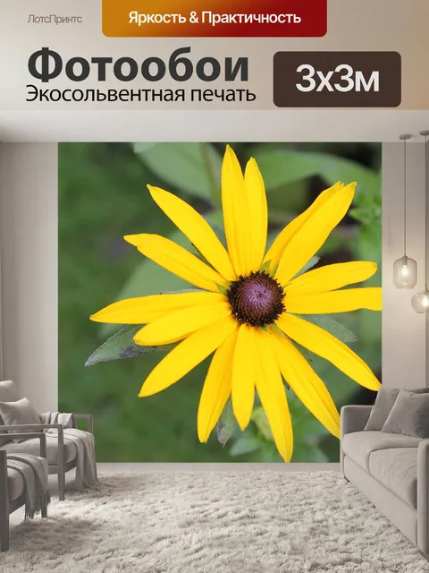 Фотообои Рудбекия