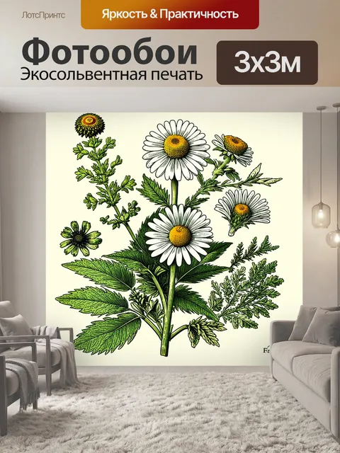 Фотообои ботаническая иллюстрация лекарственной ромашки, детализированное изображение с акцентом на листья и цветы