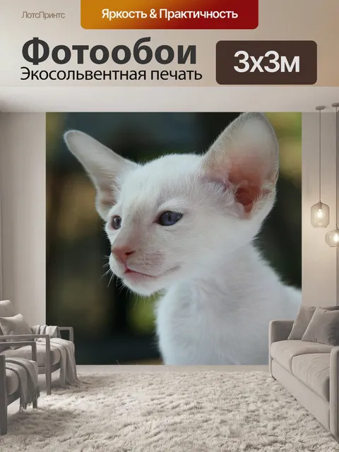Фотообои Сиамский
