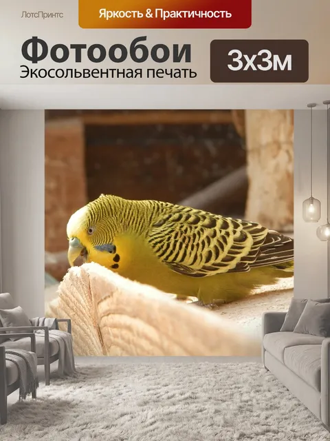 Фотообои Птица