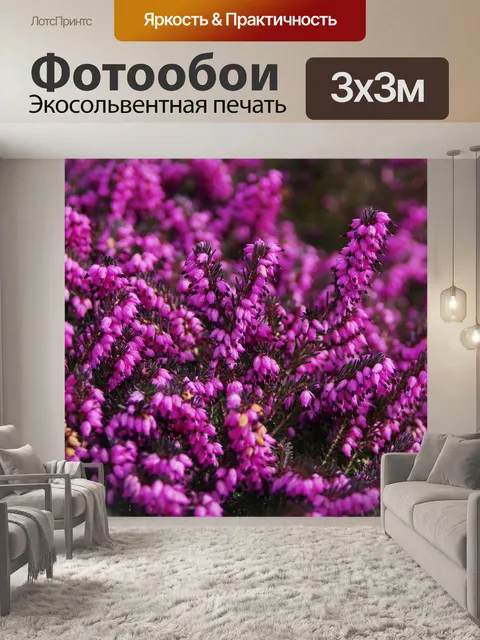 Фотообои общий вереск (Calluna обыкновенная)
