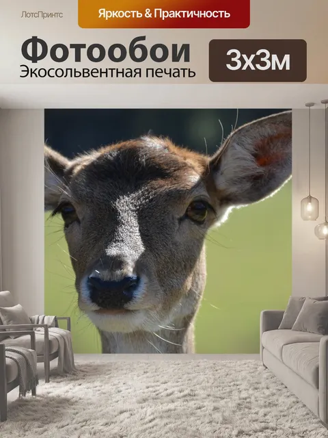 Фотообои Косуля