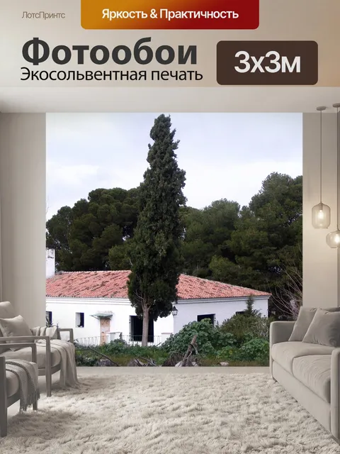 Фотообои Кипарис