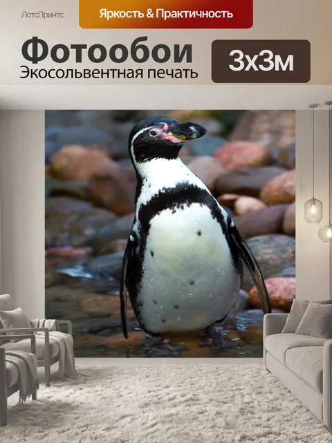 Фотообои африканские пингвины