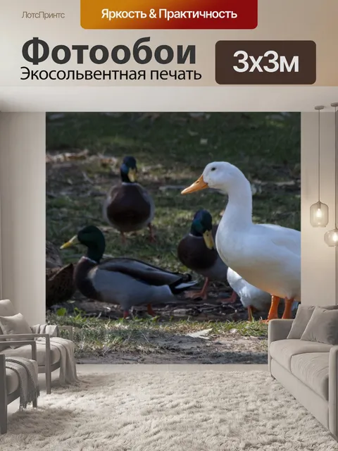 Фотообои Домашние белые утки и майорки