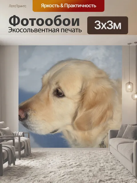 Фотообои Золотистый ретривер