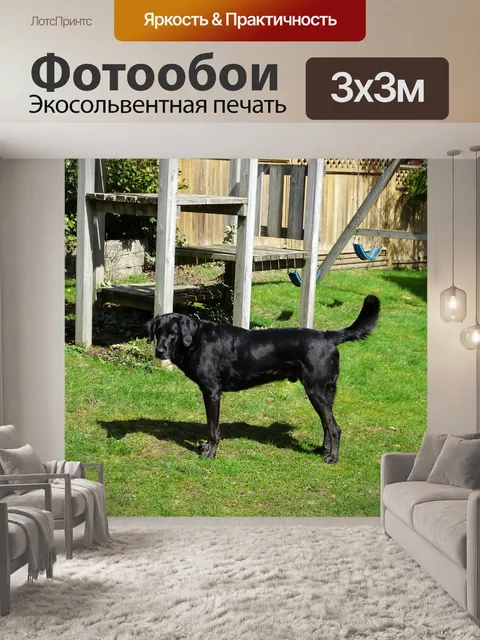 Фотообои черный пес