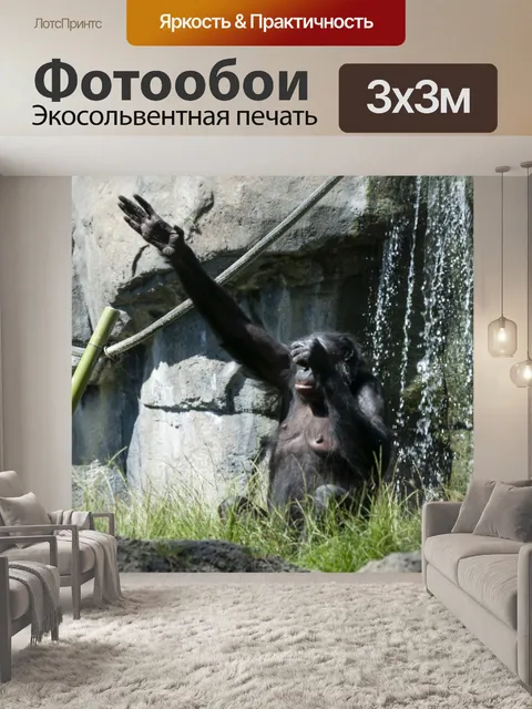 Фотообои Развевающаяся обезьяна