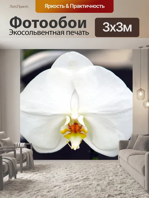 Фотообои Орхидеи