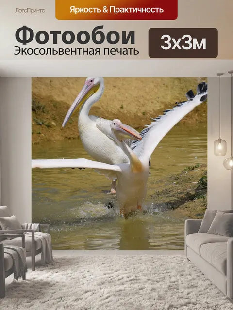 Фотообои Пеликан