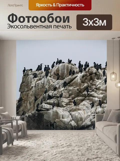 Фотообои баклан птица рок
